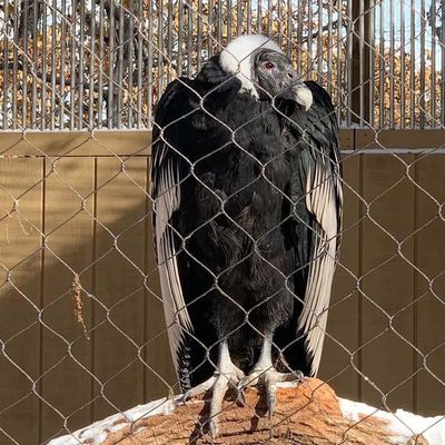 Диамант гибкий нержавеющая сталь проволока веревка кабельная сетка зоопарк сетка