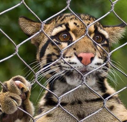 Woven Design 1mm 1.5mm Stainless Steel 304 Rope Wire Mesh for Customized Safety Fencing and Animal Enclosures