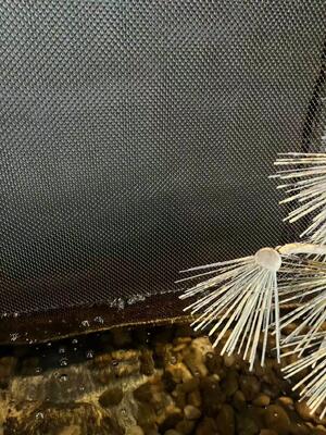 Драпировка катушки нержавеющей стали декоративная для сетки стены водопада